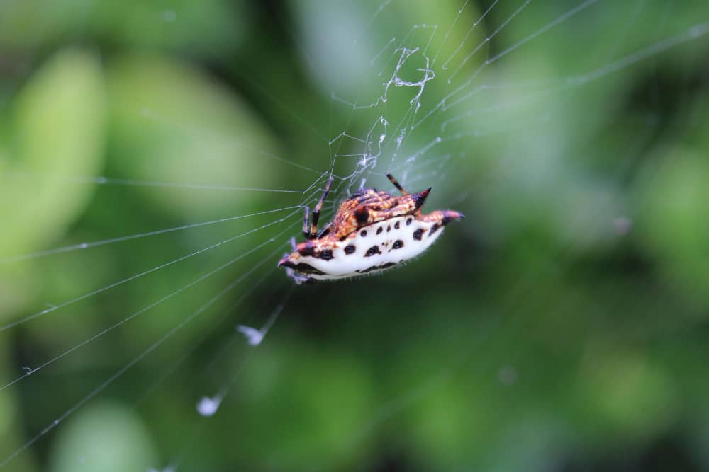Spider Control Cost in Vaughan: What Homeowners Should Expect