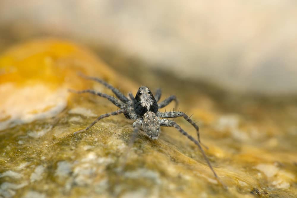 Spider Control Cost in Vaughan: What to Expect | Mosquito Man