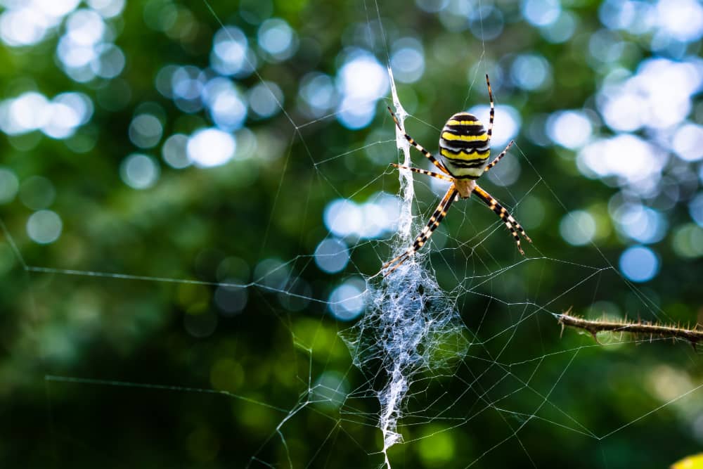 Best Spider Control Vaughan Companies | Mosquito Man