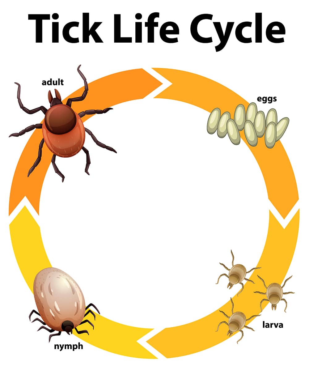 Tick Season in Muskoka: When Are Ticks Most Active? | Mosquito Man