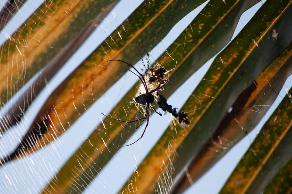 How to Get Rid of Spiders in Your Oakville Home | Mosquito Man