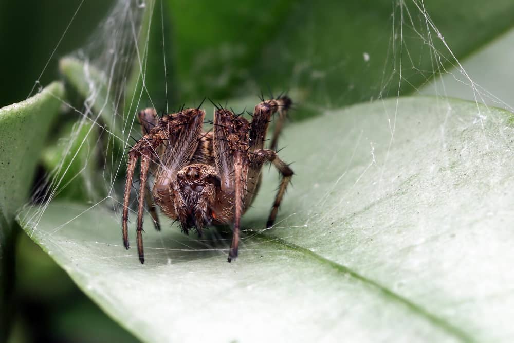 Spider Control Cost in Vancouver: What Homeowners Should Expect to Pay