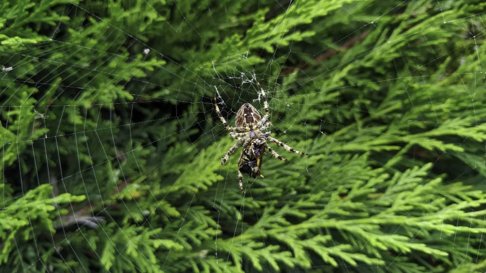 Best Companies Protecting Oakville Homes and Families from Spider Activity