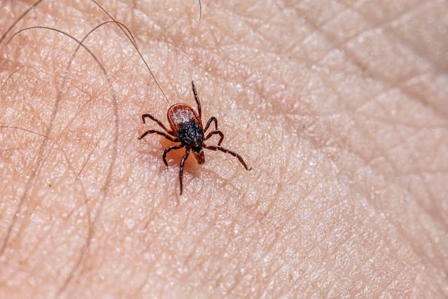 Lyme Disease and Tick Control in Oakville Ontario | Mosquito Man