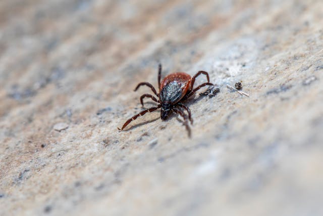 Understanding Tick Season and Staying Protected Across the Oakville Area