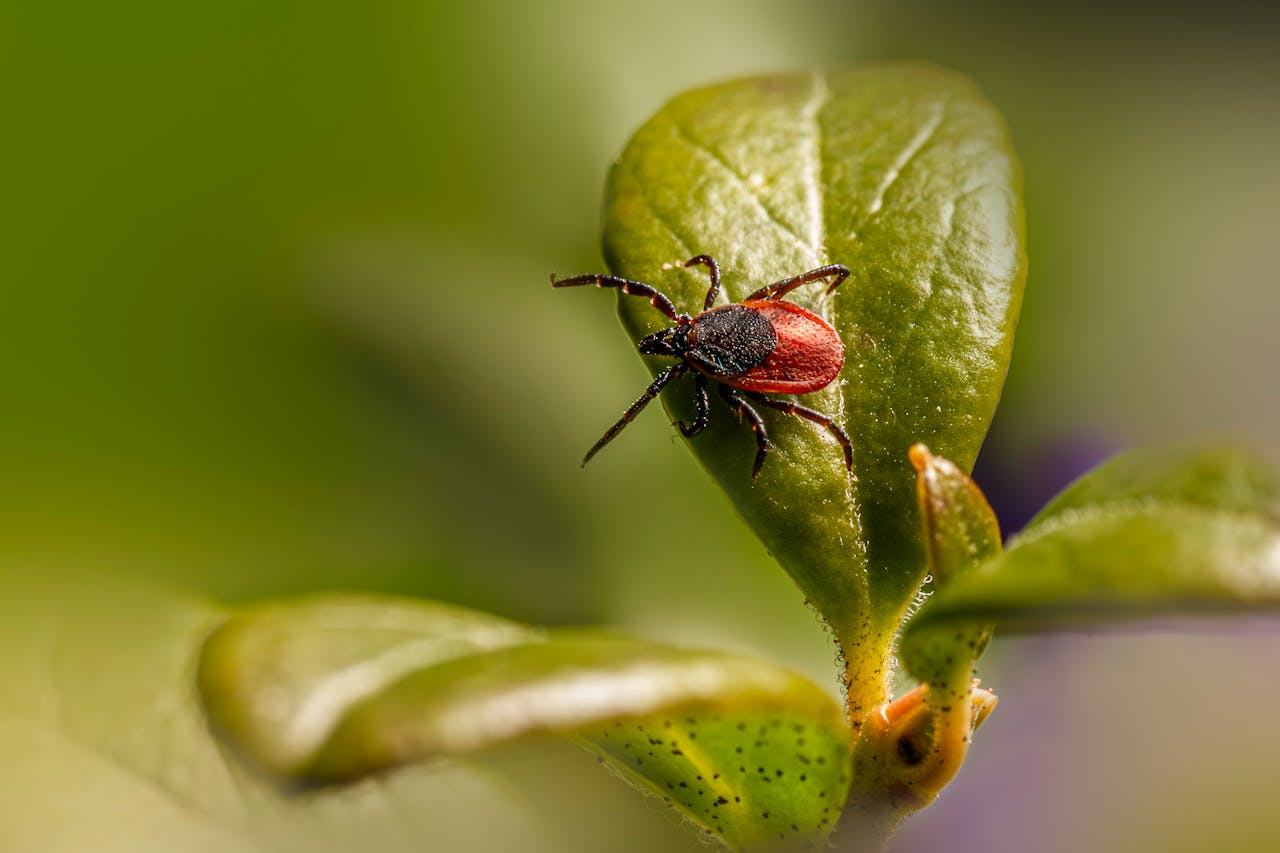 Best Tick Control Windsor Companies | Mosquito Man
