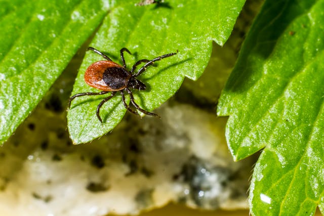 Tick Control Windsor: Protecting Your Pets from Ticks | Mosquito Man