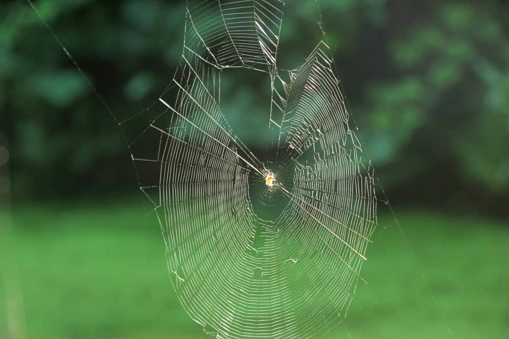 Best Spider Control Sudbury Companies | Mosquito Man