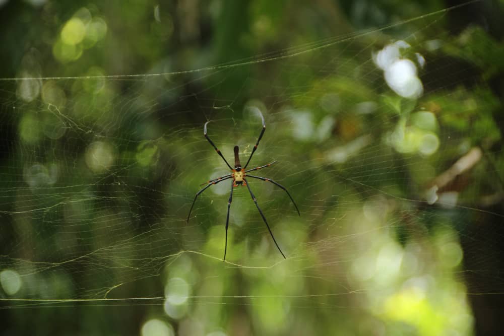 Best Companies Protecting Sudbury Homes and Businesses from Spider Activity
