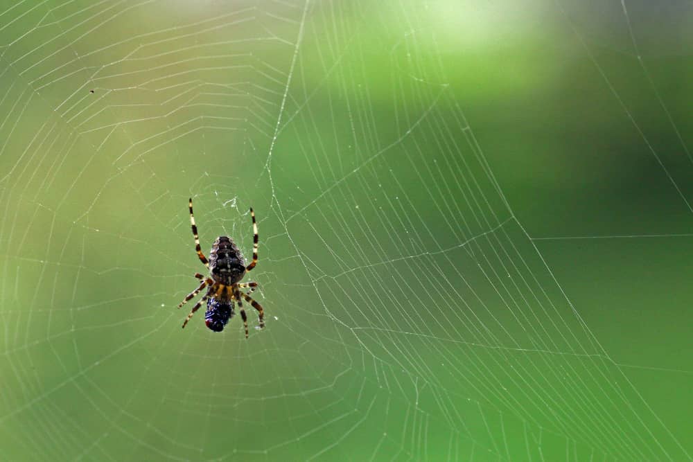 Spider Control Cost in Oakville: What to Expect | Mosquito Man