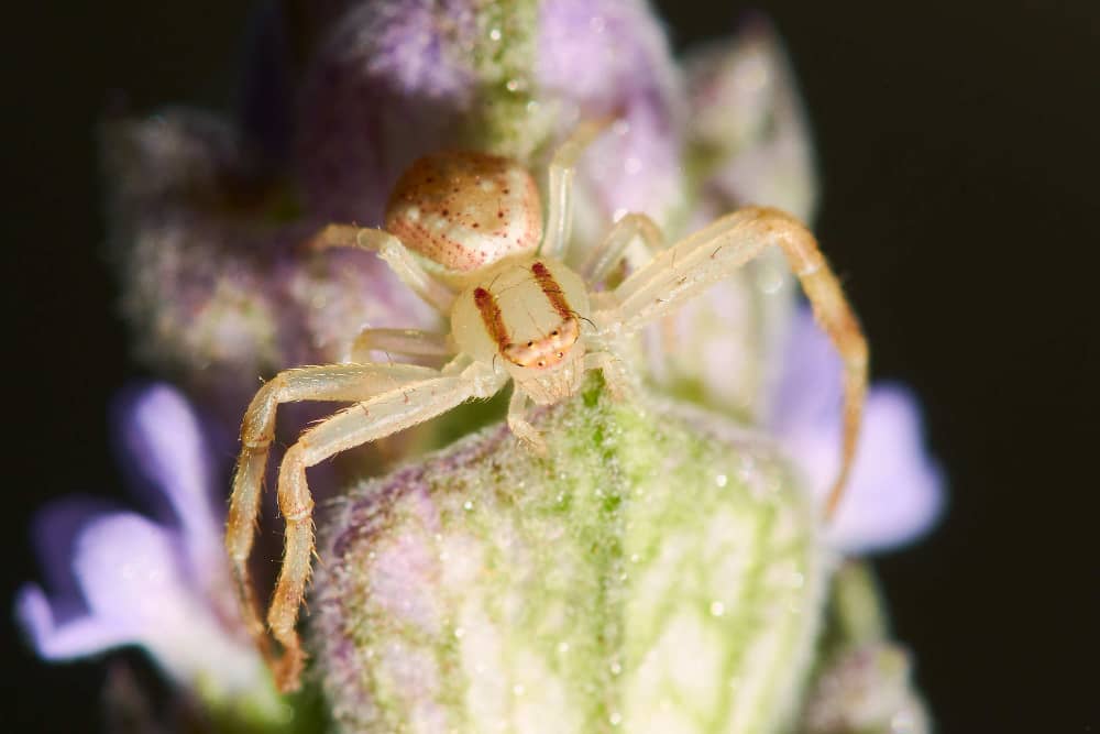 Best Companies Protecting Brantford Homes and Families from Spider Activity