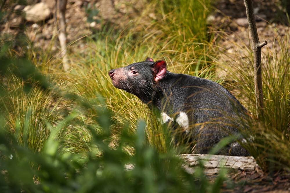 Common Rodents in Toronto and How To Control Them