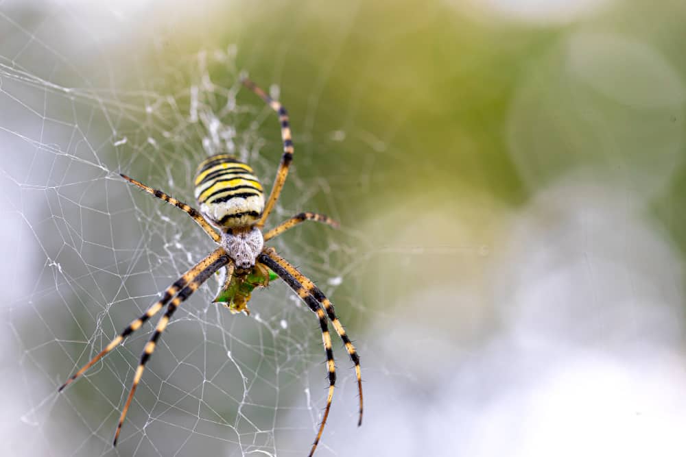 Spider Species Found in Sudbury Homes: What Every Homeowner Should Know