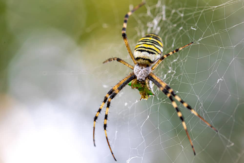 A Seasonal Spider Control Guide for Oakville Homeowners
