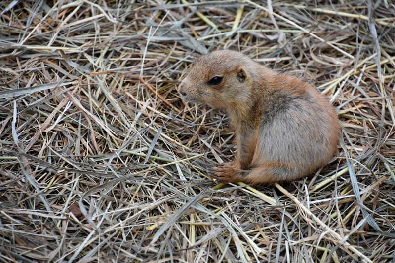 Signs You Need Professional Rodent Control in Ottawa