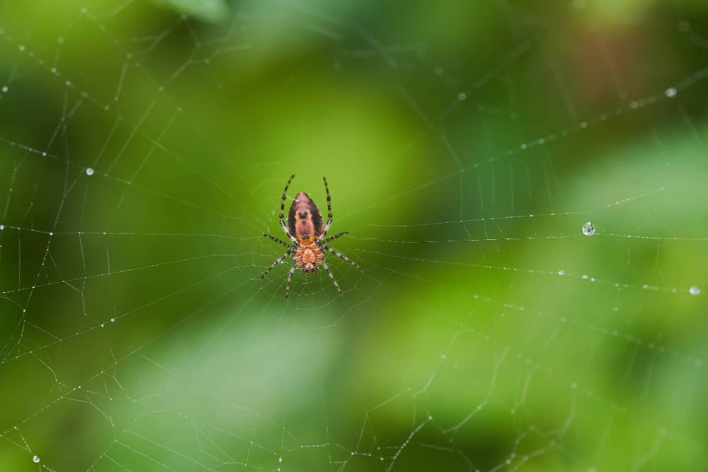 Preventing Spiders in Your Sudbury Home Year Round