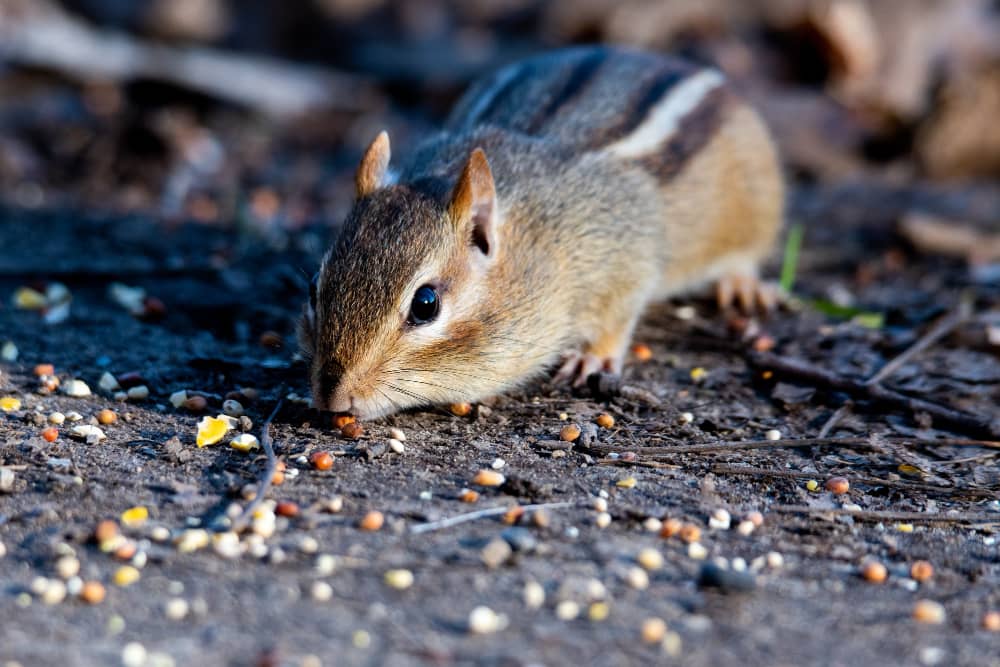 Rodent Control in Vancouver: How To Keep Rodents Out of Your Home | Mosquito Man