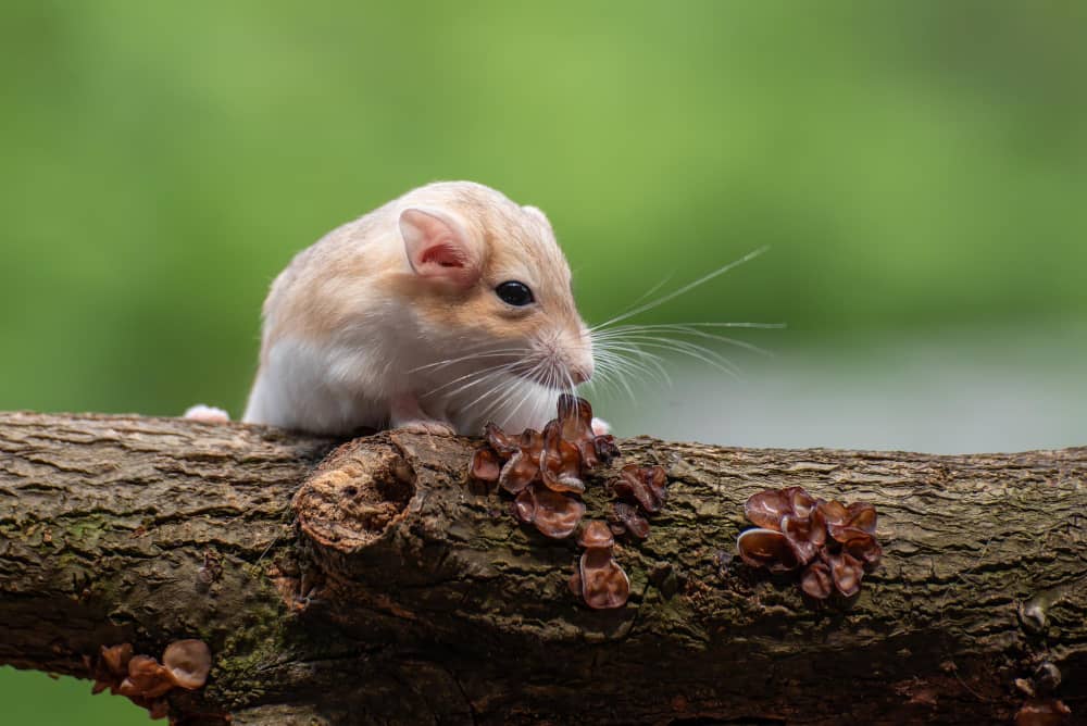 Best Rodent Control Companies In Ottawa | Mosquito Man