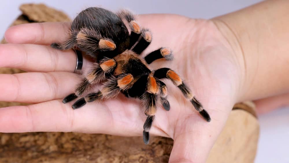 Why Spiders Keep Coming Back To Your Belleville Home | Mosquito Man