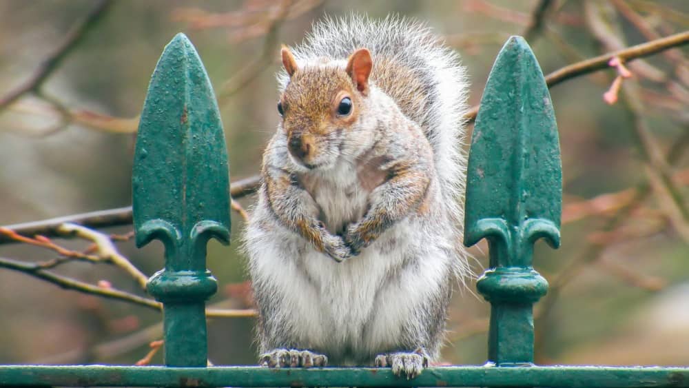 Common Rodents in Mississauga and How To Control Them | Mosquito Man