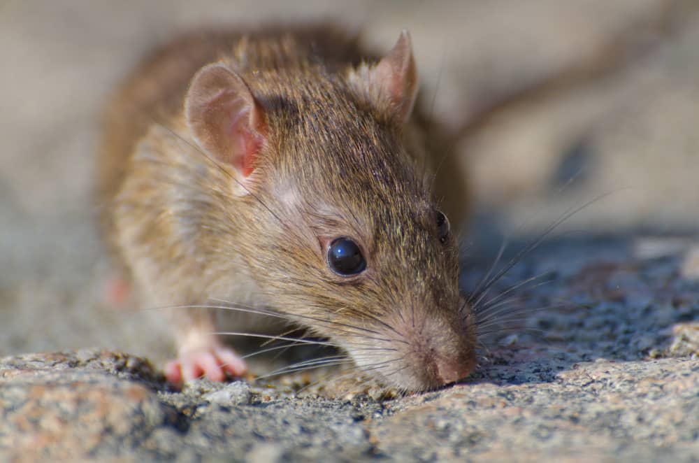 Best Rodent Control Companies In Vancouver