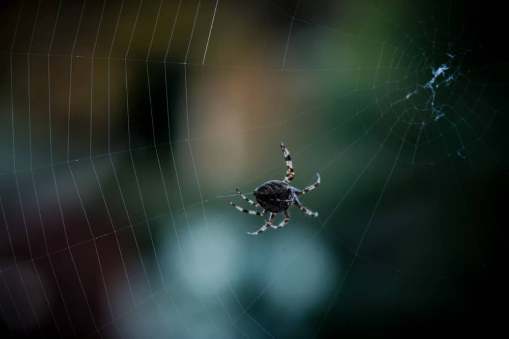 Seasonal Spider Control Guide for Oakville Homeowners | Mosquito Man
