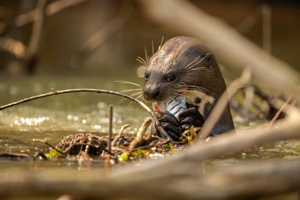 Rodent Control in Vancouver: How To Keep Rodents Out of Your Home