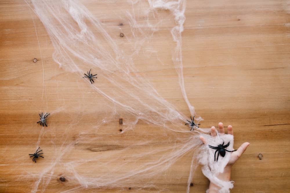 Indoor Vs. Outdoor Spider Control In Belleville: What You Need To Know
