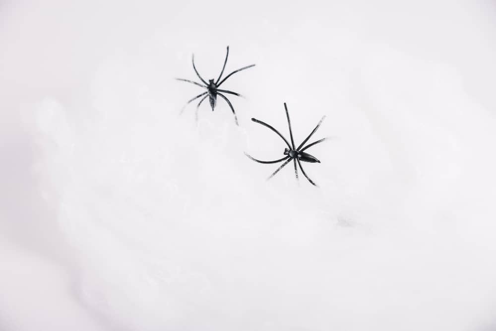 Best Spider Control Companies In Chatham | Mosquito Man