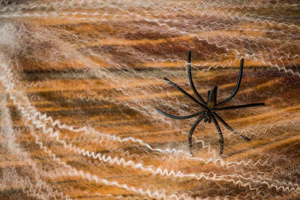 Expert Spider Prevention Tips for Oakville Homes and Properties