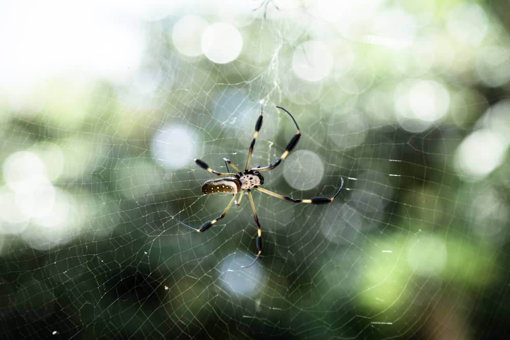 Spider Prevention Tips for Oakville Homes and Properties | Mosquito Man