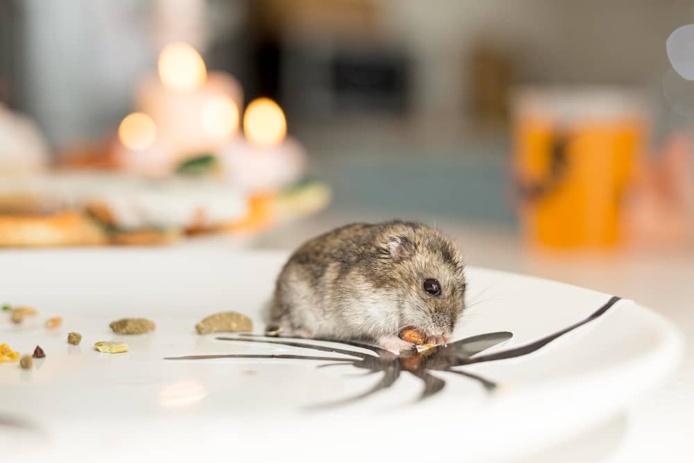 Common Rodents in Vancouver and How To Control Them