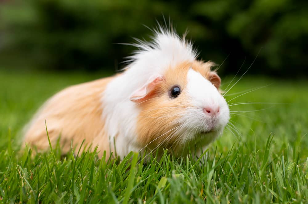 Best Rodent Control Companies In Toronto