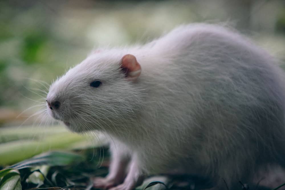 Common Rodents in Mississauga and How To Control Them