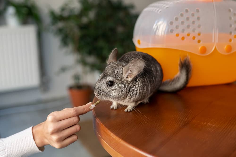Rodent Control in Vancouver: Seasonal Tips for Year-Round Protection | Mosquito Man
