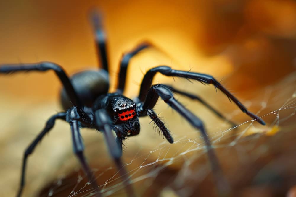 Spider Control in Muskoka: Seasonal Tips for Year-Round Protection | Mosquito Man