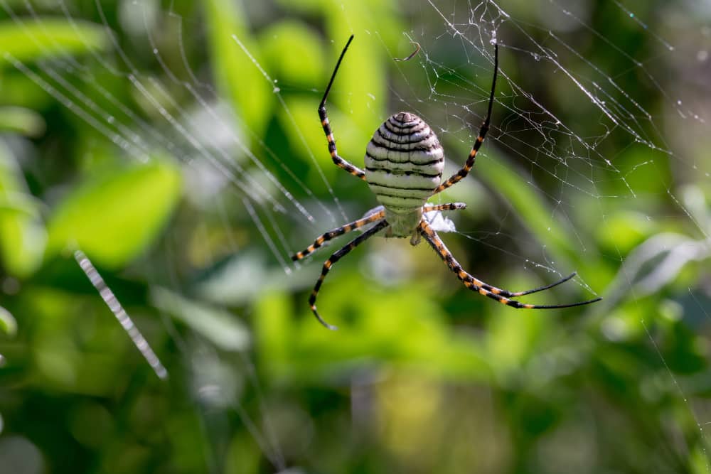 Spider Control Chatham: How To Keep Spiders Out of Your Home