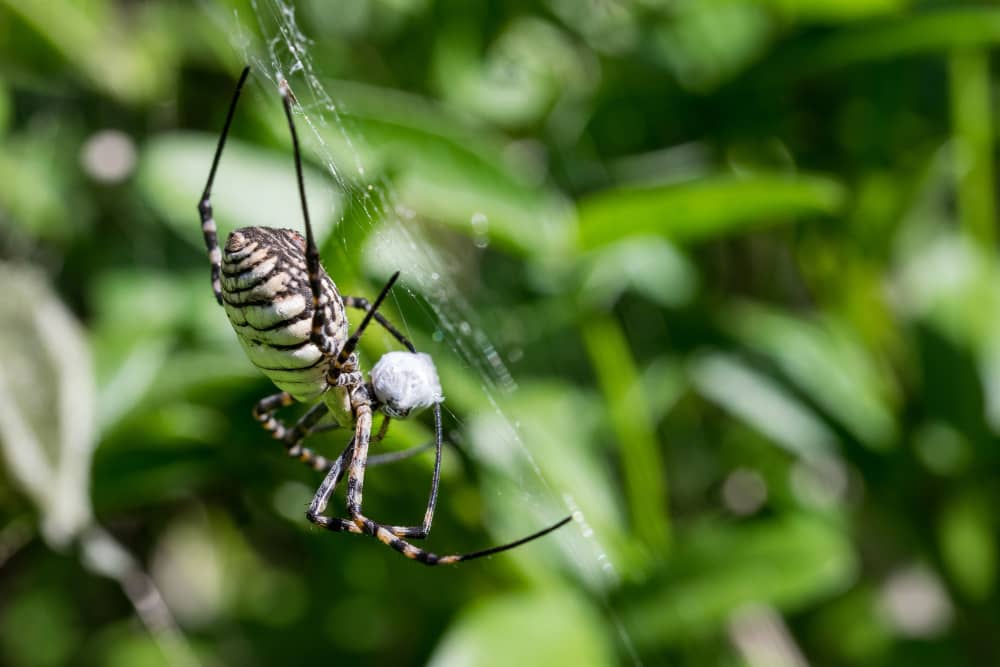 Best Companies Protecting Kitchener Homes and Families from Spider Activity