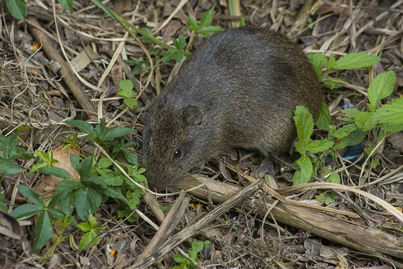 Signs You Need Professional Rodent Control in Vancouver | Mosquito Man