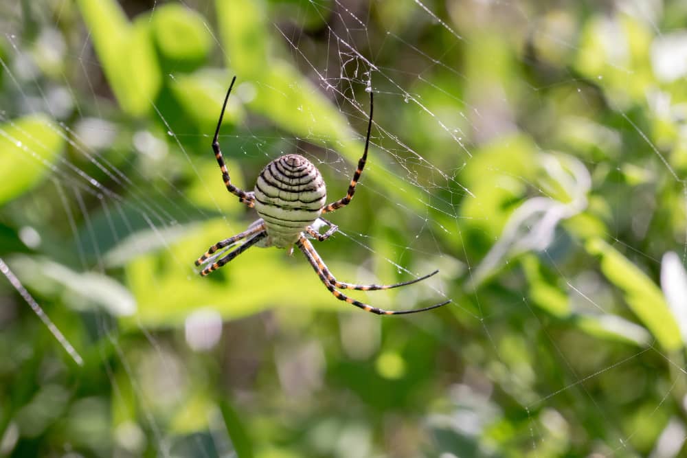 Spider Species Found in Sudbury Homes: What Homeowners Should Know | Mosquito Man