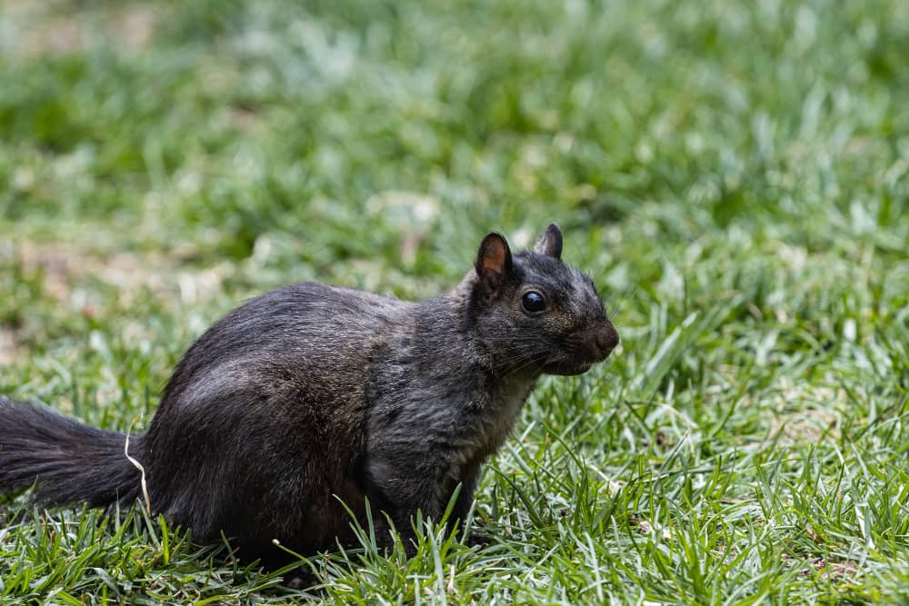 Common Rodents in Ottawa and How To Control Them