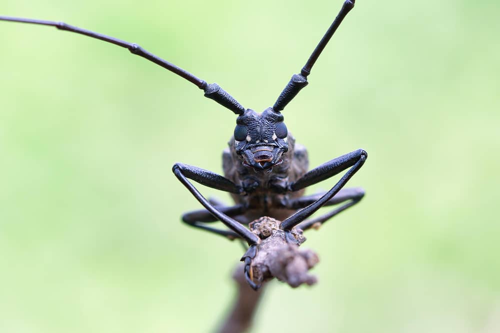 Why Spiders Keep Coming Back To Your Belleville Home | Mosquito Man