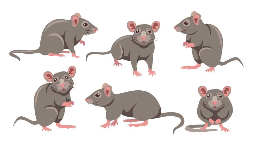 Signs You Need Professional Rodent Control in Toronto | Mosquito Man