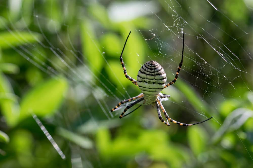 How to Get Rid of Spiders in Your Sudbury Home: What Works and What Does Not