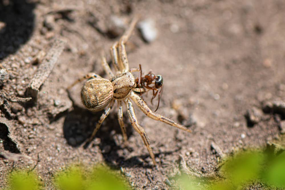 Spider Control for Brantford's Older Homes: Unique Challenges and Effective Solutions
