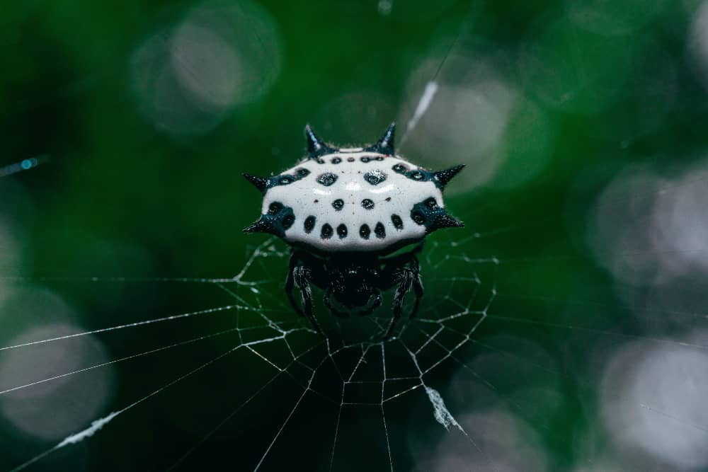 Seasonal Spider Activity in Kitchener: A Homeowner's Guide | Mosquito Man