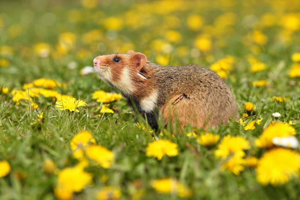 Rodent Control in Mississauga: Seasonal Tips for Year-Round Protection