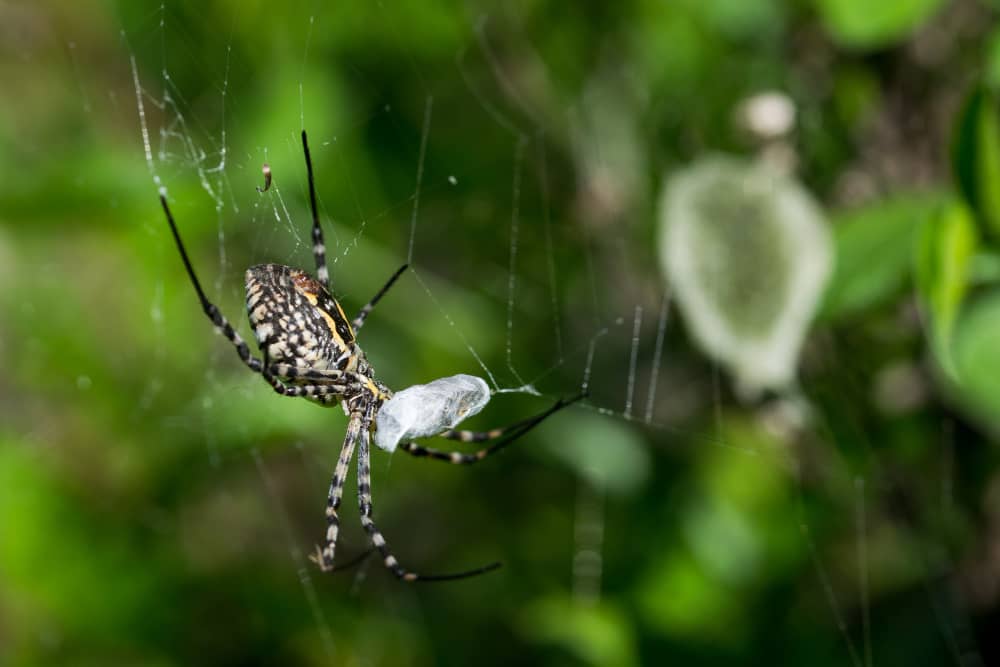 Keeping Spiders Out of Your Brantford Home: Expert Prevention Tips