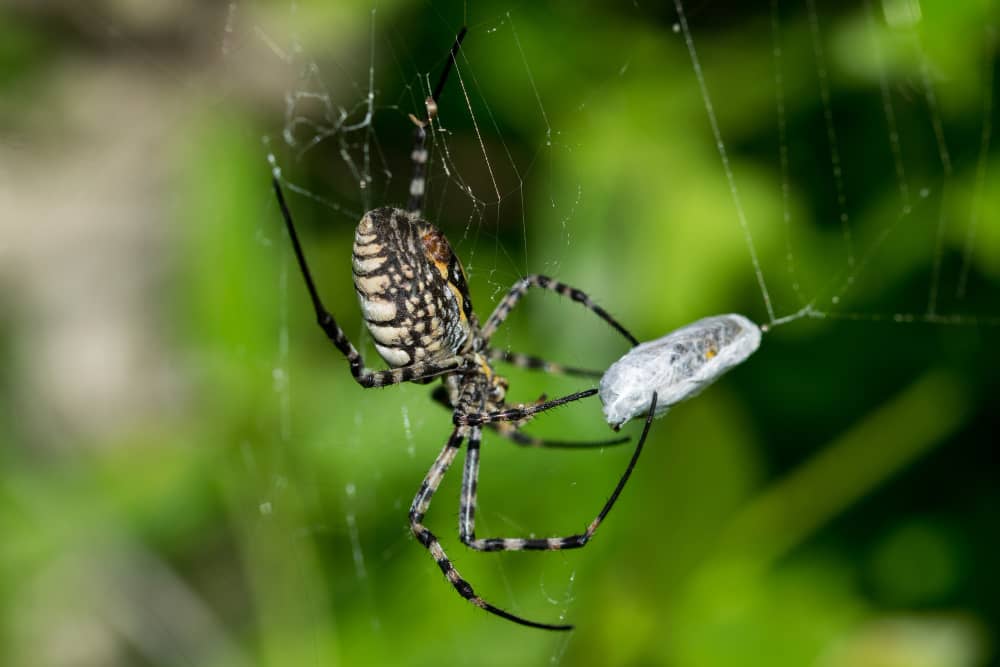 Spider Control Costs in Sudbury: What to Expect | Mosquito Man