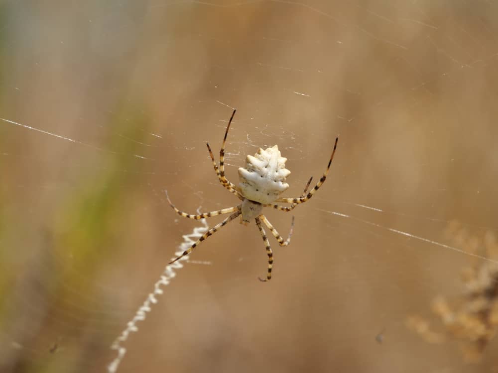 Yellow Sac Spiders in Kitchener Homes: What Every Homeowner Should Know